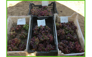 辛集市林業技術推廣站在巨峰葡萄上的施用